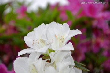 杜鹃花