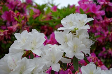 杜鹃花