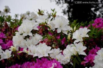 杜鹃花