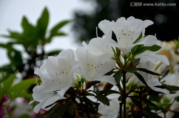 杜鹃花