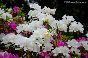 杜鹃花