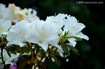 杜鹃花