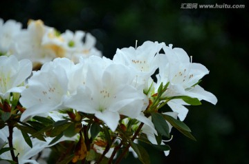 杜鹃花