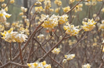 蝶恋花