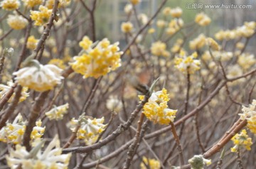 蝶恋花