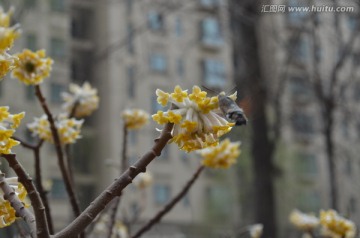 蝶恋花