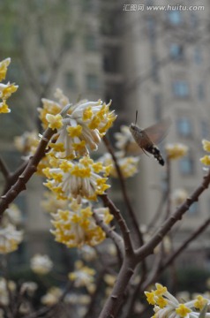 蝶恋花