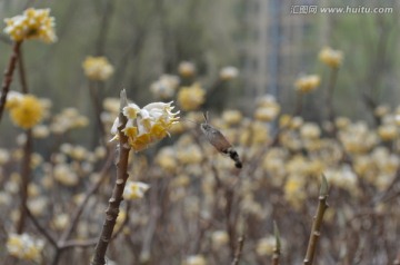 蝶恋花