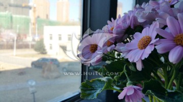 窗口粉色的花朵