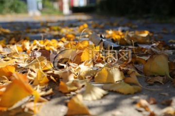 银杏叶 枯叶