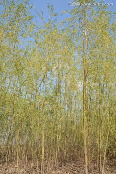春天的垂柳树林