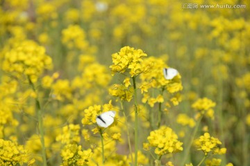 油菜花