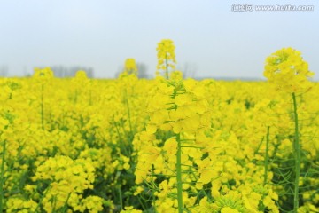 千垛油菜花