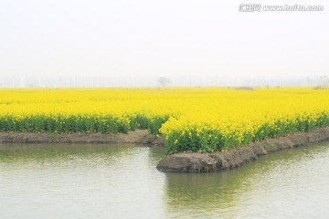 油菜田