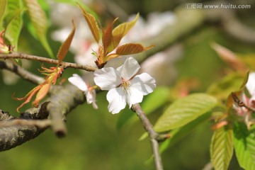 樱花