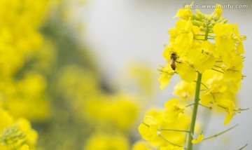 油菜花