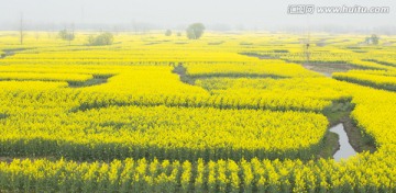 油菜花田