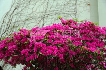 整株杜鹃花