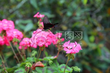 鲜花和黑蝴蝶