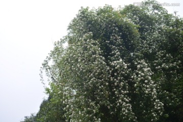 许多白花