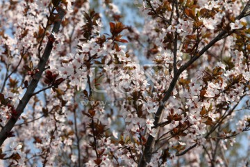 李子花