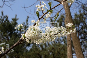 李子花