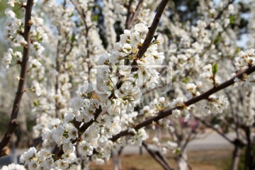 李子花