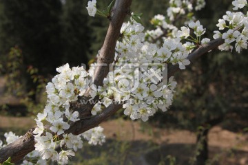 李子花
