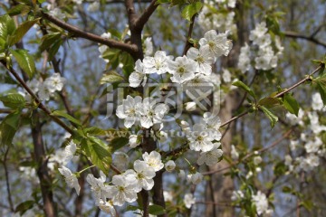 李子花