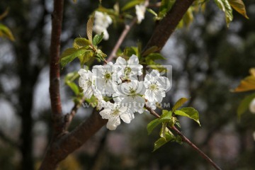 李子花