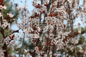 李子花
