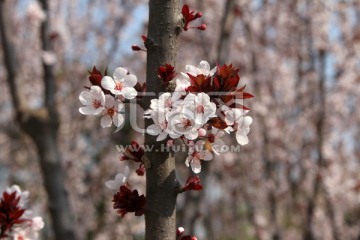 李子花