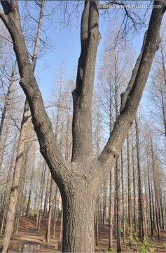 树木