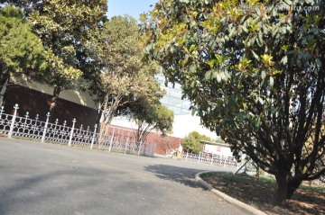 绿树