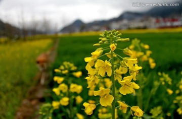 安徽歙县油菜花田