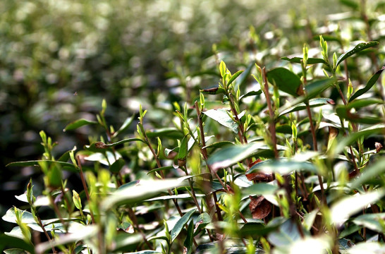 茶树 新芽 茶叶 种植