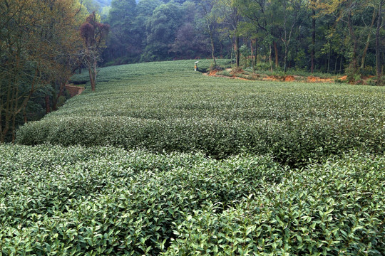 茶山 山林茶园 茶叶种植