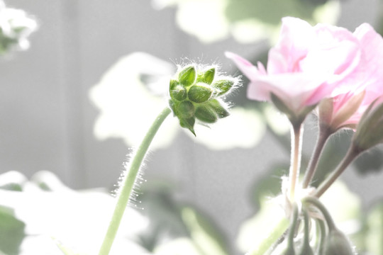 天竺葵花蕾