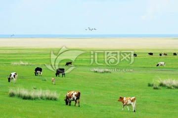春季草原牧场牛群