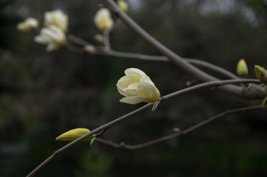 玉兰花