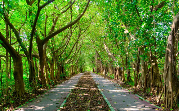 阳光森林小路