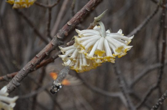 蝶恋花