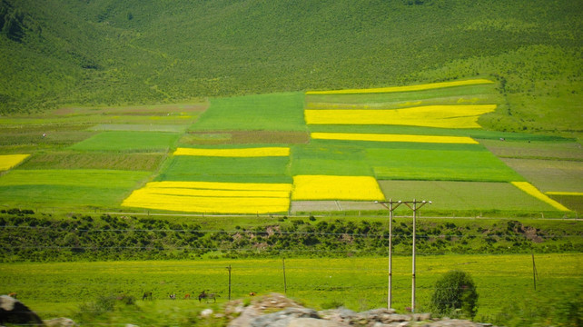 门源油菜花