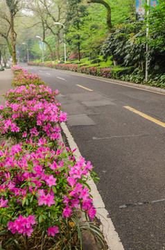 杜鹃花开放的公路