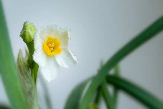 水仙花