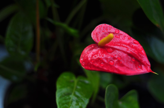 红掌花