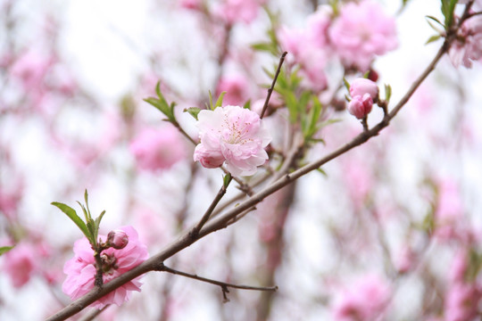 桃花笑春风