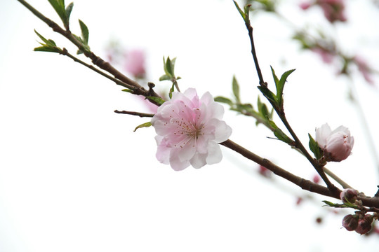 一枝桃花