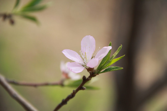 一枝桃花