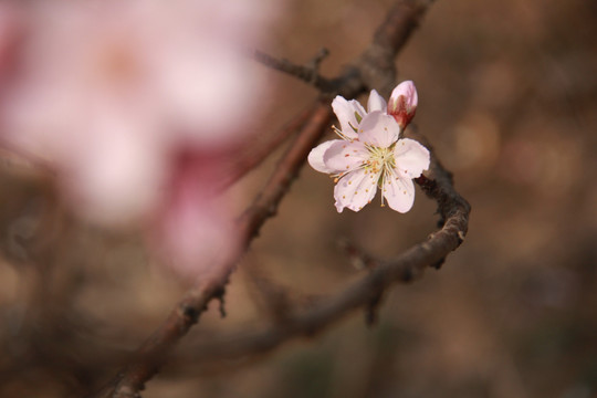 一枝桃花